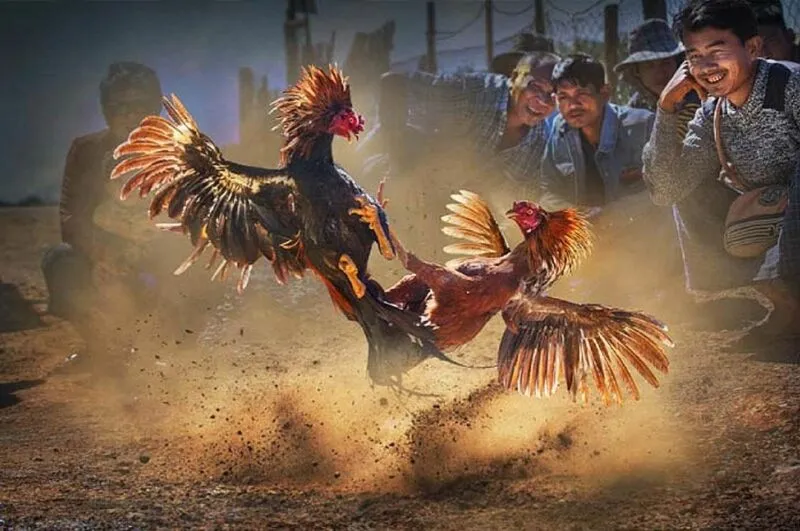 Đá Gà Thomo BJ88 - Độc Quyền Uy Tín Đá Gà Thomo Tại Việt Nam 2 Đá gà Thomo trực tuyến tại BJ88