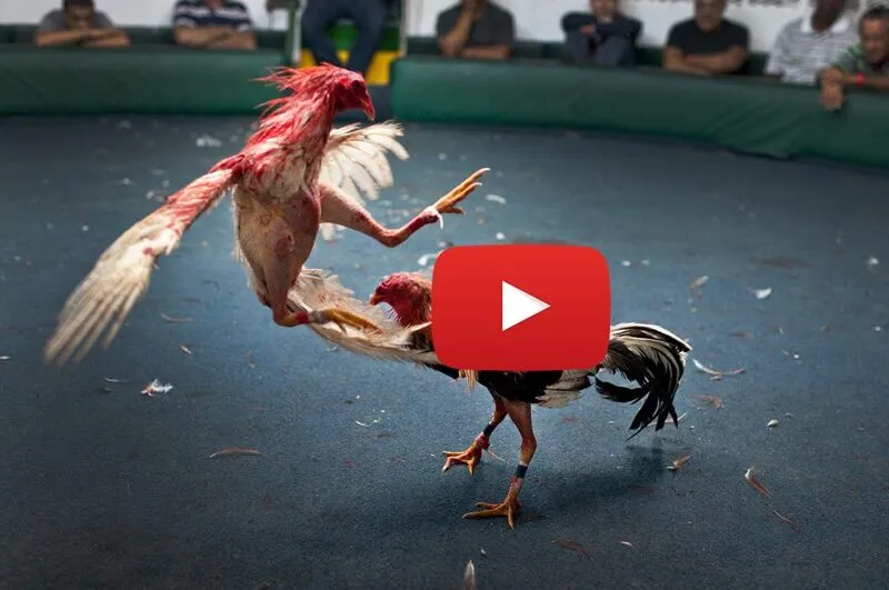 Đá Gà Thomo BJ88 - Độc Quyền Uy Tín Đá Gà Thomo Tại Việt Nam 3 Đá gà Thomo và luật pháp Việt Nam