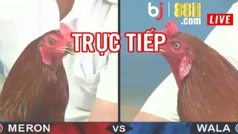 Đá Gà BJ88 - Cẩm Nang Kinh Nghiệm Đá Gà Trực Tuyến 1 Giới Thiệu Đá Gà B88